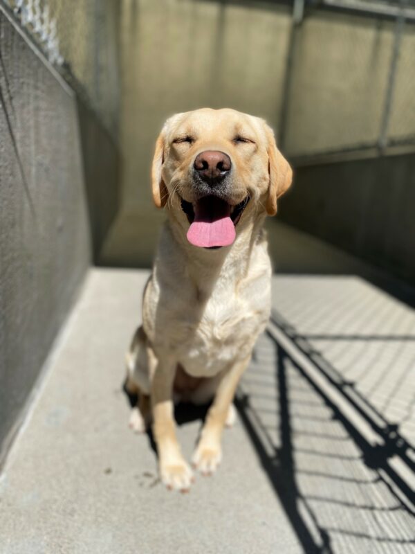 Joan sits facing the camera. Her mouth is open in a smile with her tongue out. Her eyes are closed. The sun is shining brightly on her.