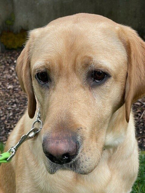 A close up of Knox sitting outside with bark dust in the background. He is looking just to the left of the camera