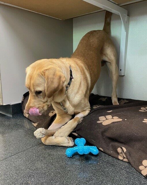 Knox is on tiedown under a desk. He is in a playbow position on a soft bed. He is holding a nylabone between his front feet and his tongue is in mid lick. There is also a blue x shaped nylabone on the floor next to him