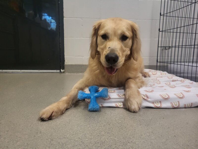 Kubo enjoys a blue nylabone while lying on a soft bed.