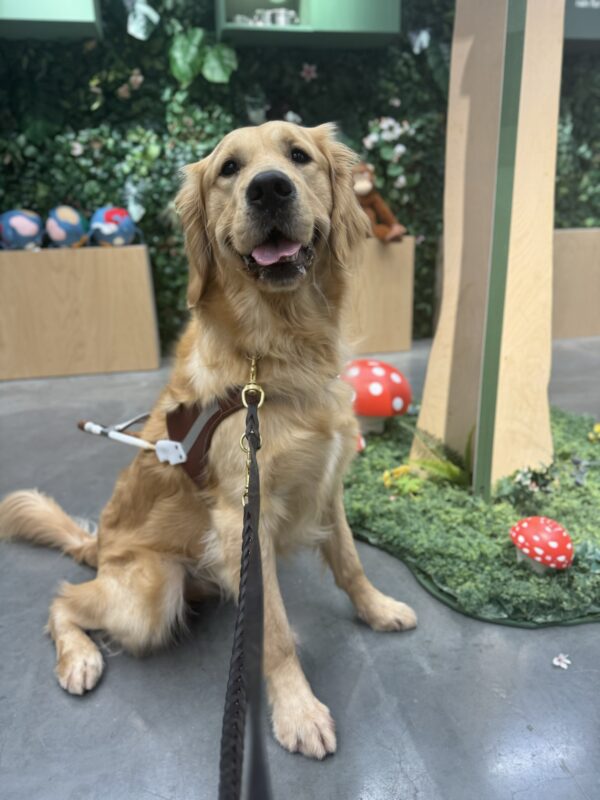Kubo wearing his harness smiles at the camera.  Behind him are large faux colorful mushroom and foliage.