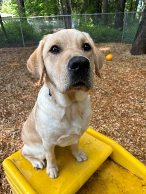 A yellow lab looks into the camera sitting in a yellow play structure in a play area. Behind him are trees and bark chips.