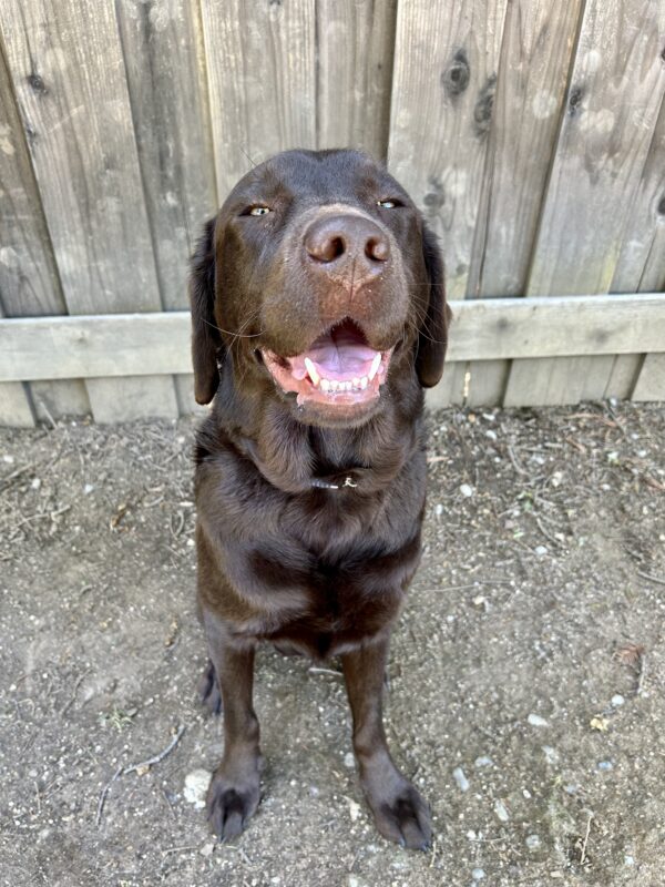 Pinecone sits in front of a weathered fence in an outdoor play yard. He is looking up at the camera with his mouth.