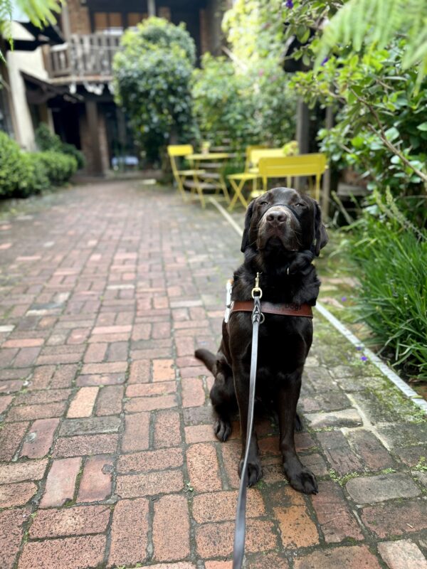 Pinecone sits in harness on a brick patio. He is wearing a black gentle leader and is looking at the camera with his eyes squinted. There are yellow tables and chairs in the background and green foliage all around the perimeter.