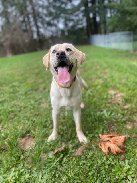 Poet stands in a big grassy field. She's been playing hard so her tongue is hanging out and her ears are at attention.