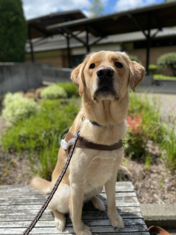 Pogo, a male yellow lab/golden cross, sits on a wooden platform in his GDB harness. He looks up at the camera with a stoic expression; green foliage is out of focus in the background.