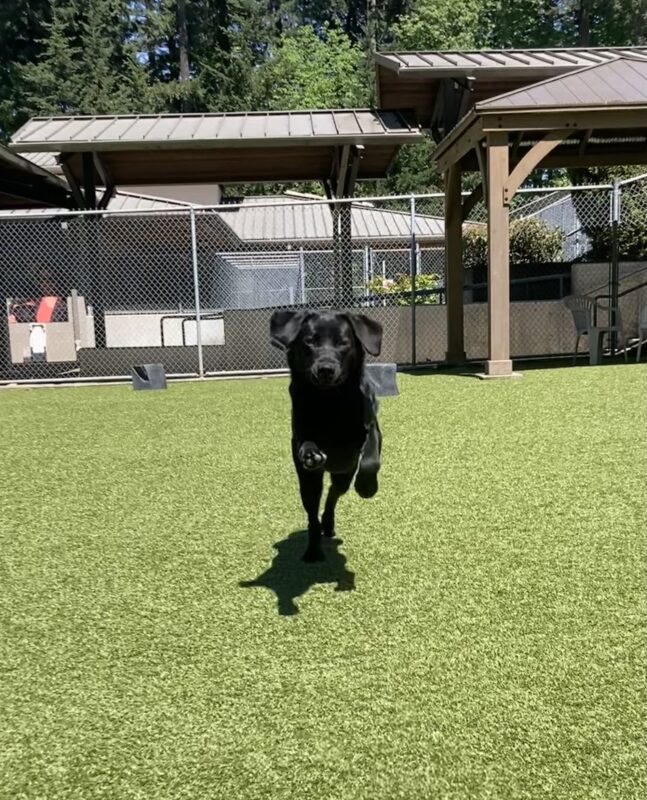 Sylvie runs through the grassy area towards the camera. Her front feet are flying off the ground and her ears are slightly raised from the momentum of the run.