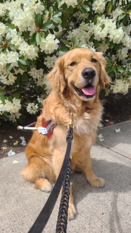 Plantain is sitting in front of some flooring bushes. He is wearing his harness and a smile.