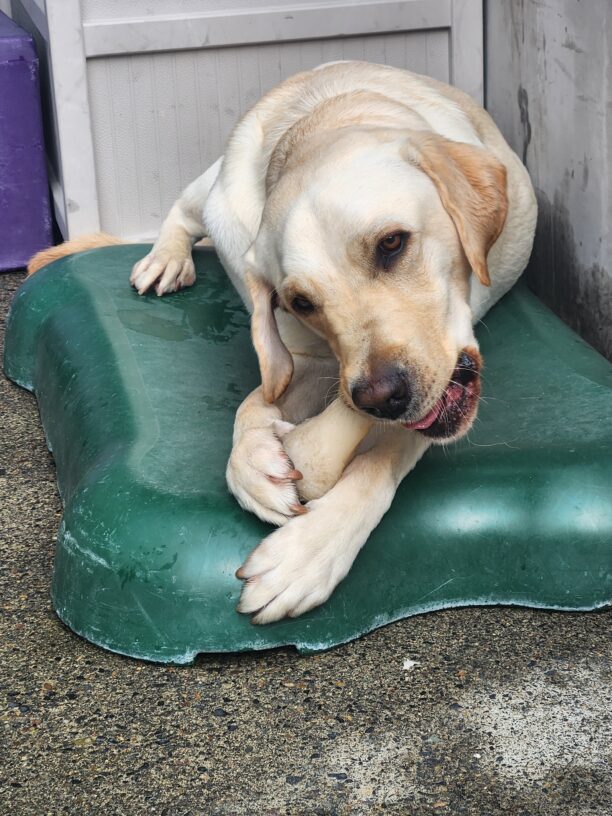 Jetson lies down in community run on a flat, green, bone-shaped structure. He is facing the camera while chewing on a beige Nylabone.