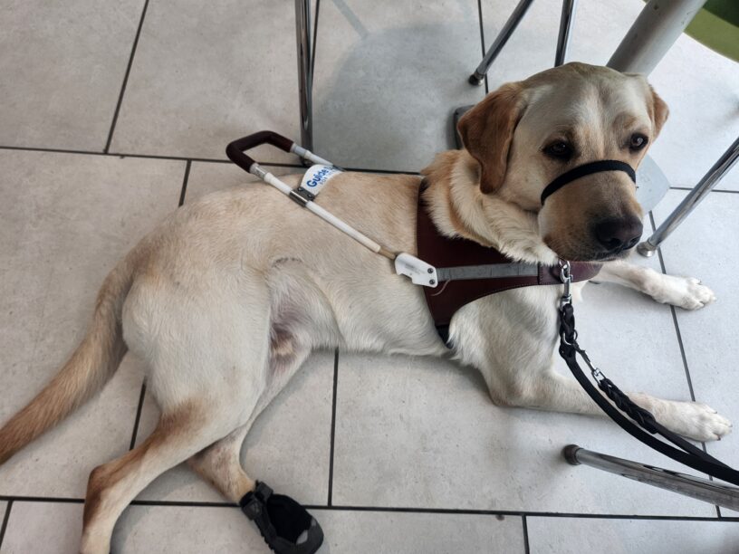 Jeston lies down, in harness, on a white tile floor. He is laying underneath a small table with green plastic chairs around it. Not pictured, but to the right of the camera is an indoor ice-rink that we stopped at to watch the ice skaters practice.