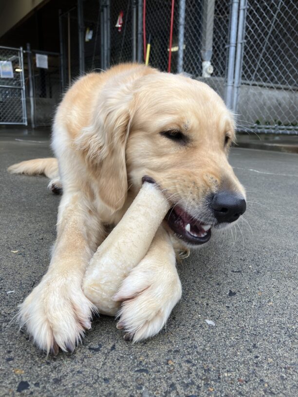 Figgy lies in a community run area while chewing on a large Nylabone.