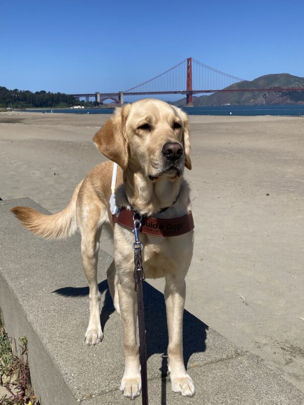 Herbie is standing in harness on a narrow concrete retaining wall. Behind him is a large sandy beach. It’s a blue-sky day and the Golden Gate Bridge is visible in the distance.