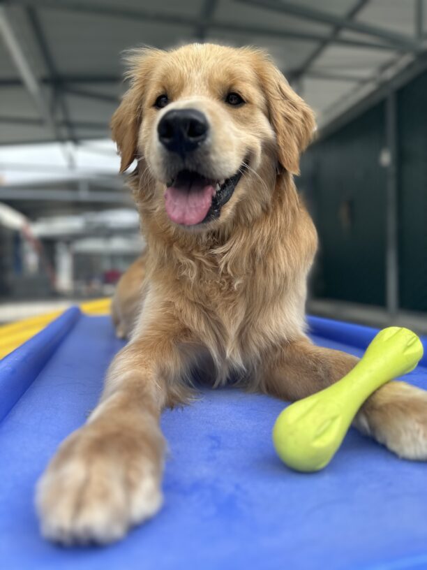 Oakland laying down on a play structure with a west toy in community run.