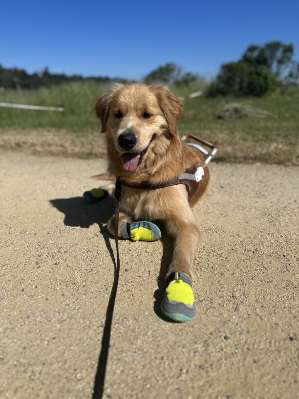 Oakland lying down in harness with his yellow, grey boots on a hiking trail .