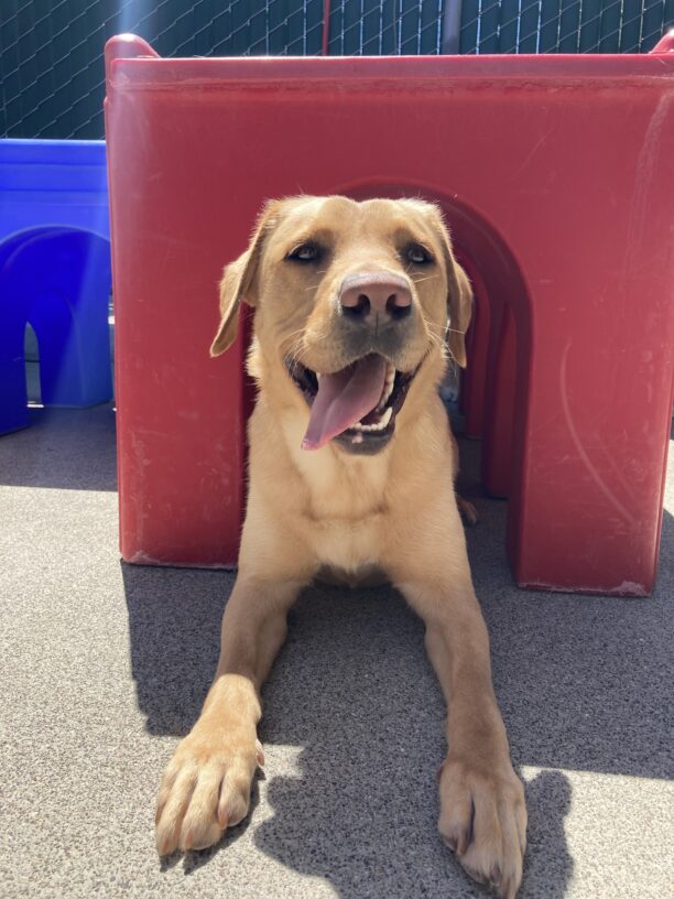 Anne lays down inside of red play structure, she is looking toward the camera with her mouth open and tongue to the side.