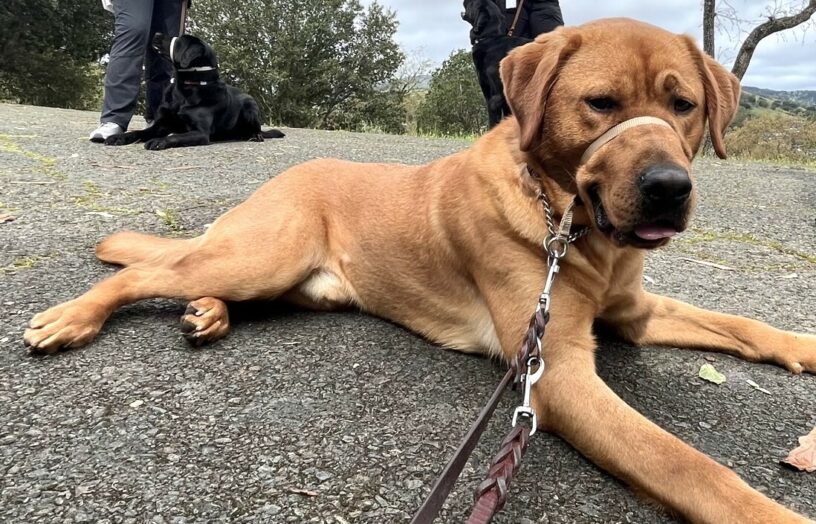 Jimmy is laying down outdoors on an outing with other dogs.  He is wearing a beige gentle leader and is staring at the camera.