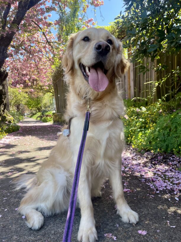 Gilmore sits happily in harness on a neighborhood sidewalk covered in pink flower petals. Behind him is blue sky and lush greenery, including a cherry tree with fluffy pink flowers.