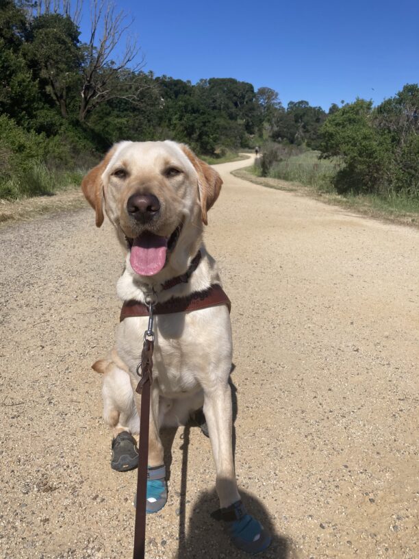 Cole sits on a trail in harness. He is wearing black and blue booties on all four of his feet.