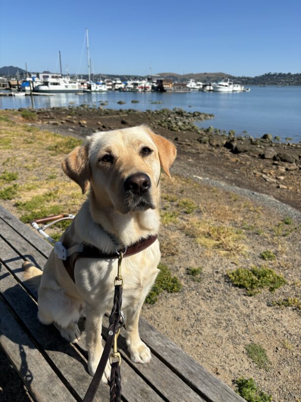 Denise, a yellow Labrador Retriever, is sitting on a bench in harness. Behind her the San Francisco Bay is visible. Boats are also visible behind her.