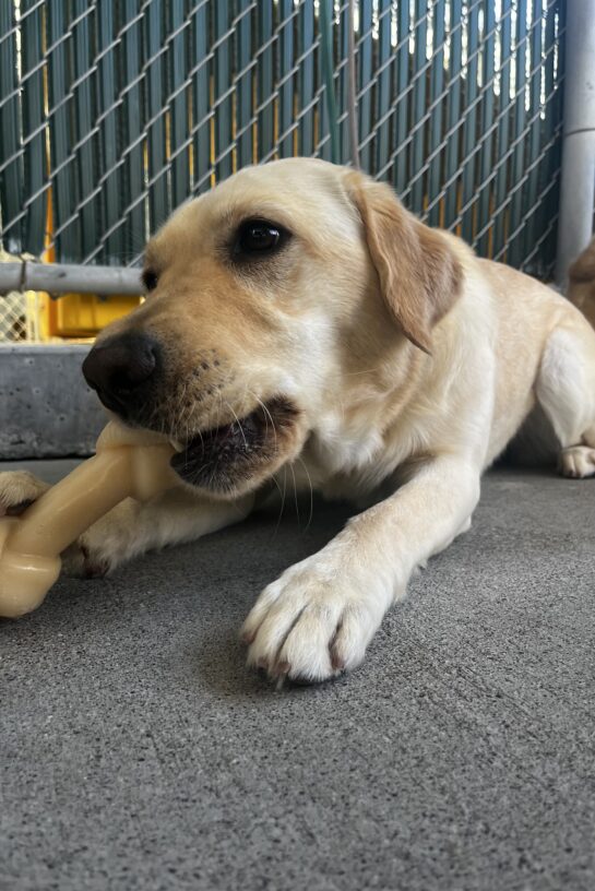 Denise, a yellow Labrador Retriever, is laying down in community run. She is chewing on a Nylabone.