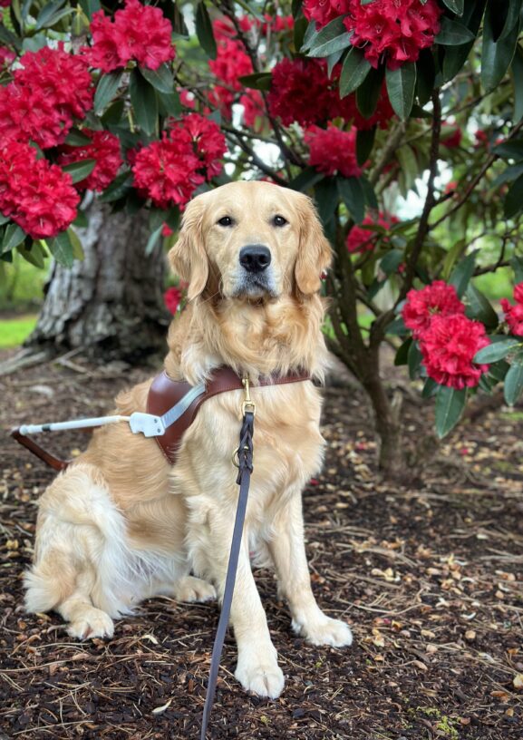 Long-coated Labrador Golden Retriever cross Keystone sits regally in front of red rhododendron bush. He is wearing a leather guide dog harness and leash.