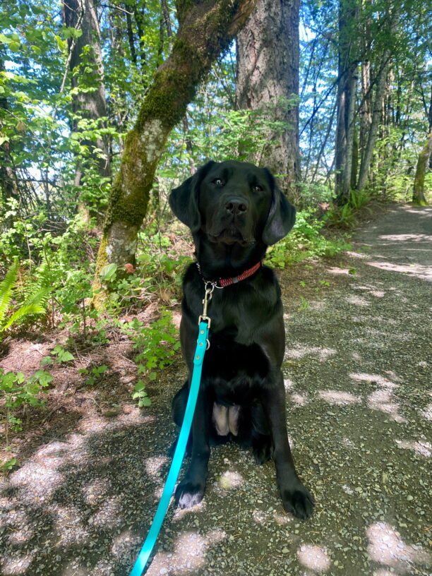 Buffy, an adorable black lab is sitting squarely on a gravel path on a sunny day while on a walk on a trail on the Oregon campus. Behind her is green foliage. She is staring at the camera intently with her dark brown eyes and massive floppy ears hoping for a snack.