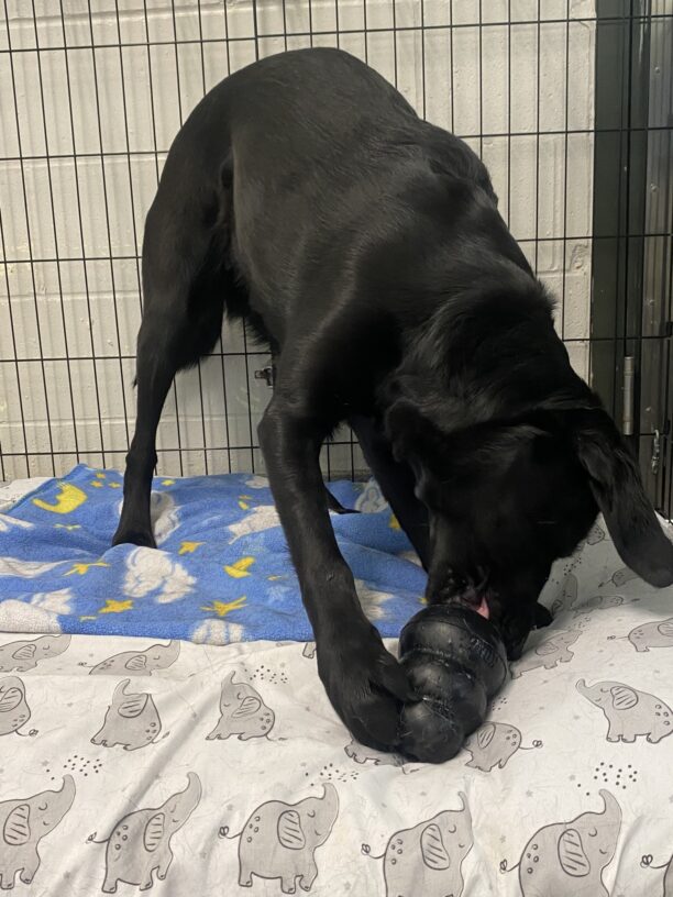 Buffy, an adorable black lab is standing in an xpen in the center section of one of the Oregon kennels. She is standing on a cozy bed covered with an elephant print sheet and a blanket with clouds and stars. One of her paws grips the kong for stability, her ear flopping upside down and you can catch a glimpse of the tiniest bit of her pink tongue.
