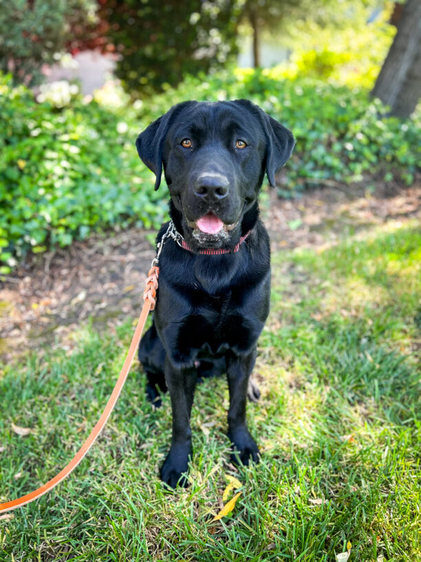 Bruce sits on the shady grass on campus smiling at the camera