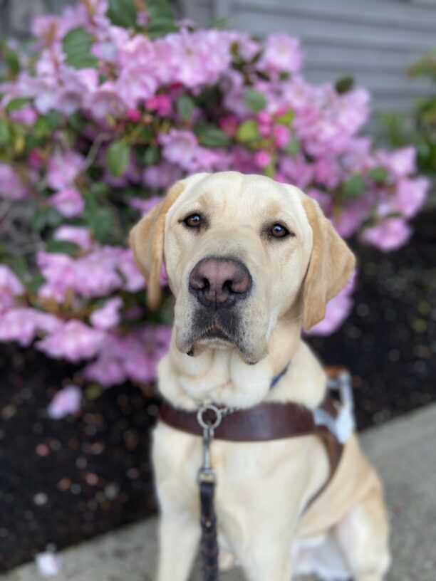 Conway sits in his guide dog harness in front of a pink flowering bush. He looks attentively at his handler as they take a quick break from the route to capture a cute picture.
