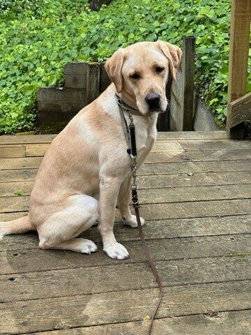 Yellow lab Dolby is sitting outside on a wooden deck with  green ivy in the background.