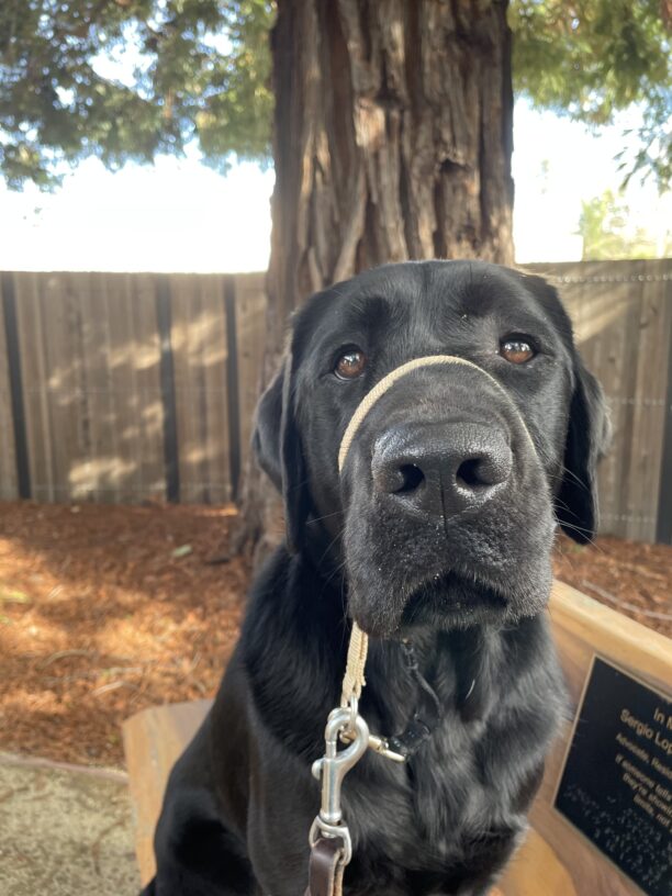 Elway sits on a wooden bench with a large redwood tree behind him. He is looking directly at the camera.
