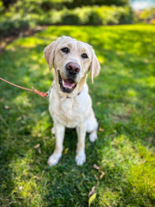 Cutie Esme sits on the shady grass on campus with an adorable head tilt and a smile.