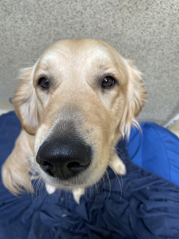 Figgy sits on a blue dog bed while looking up at the camera.