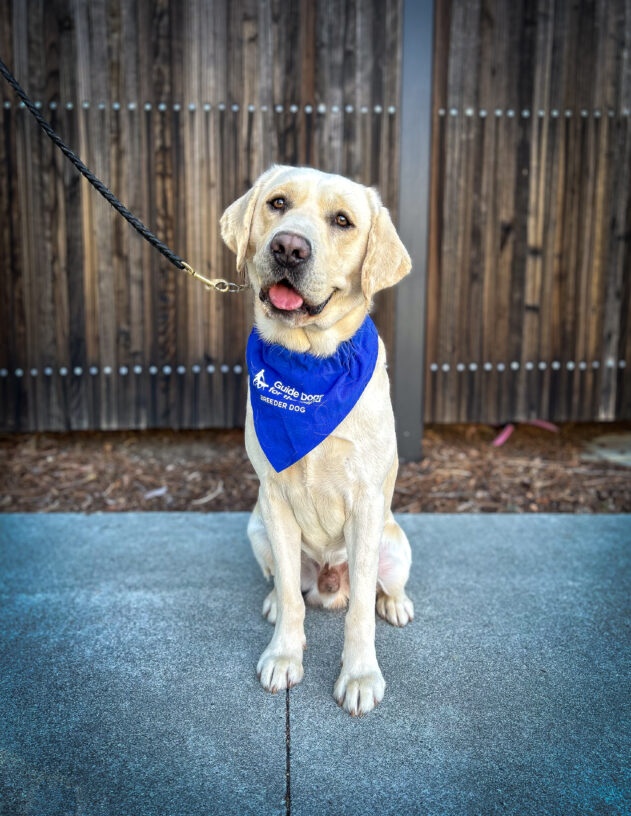 Flanagan sits on a pathway in front of a wooden fence wearing his blue breeder scarf and a big smile.