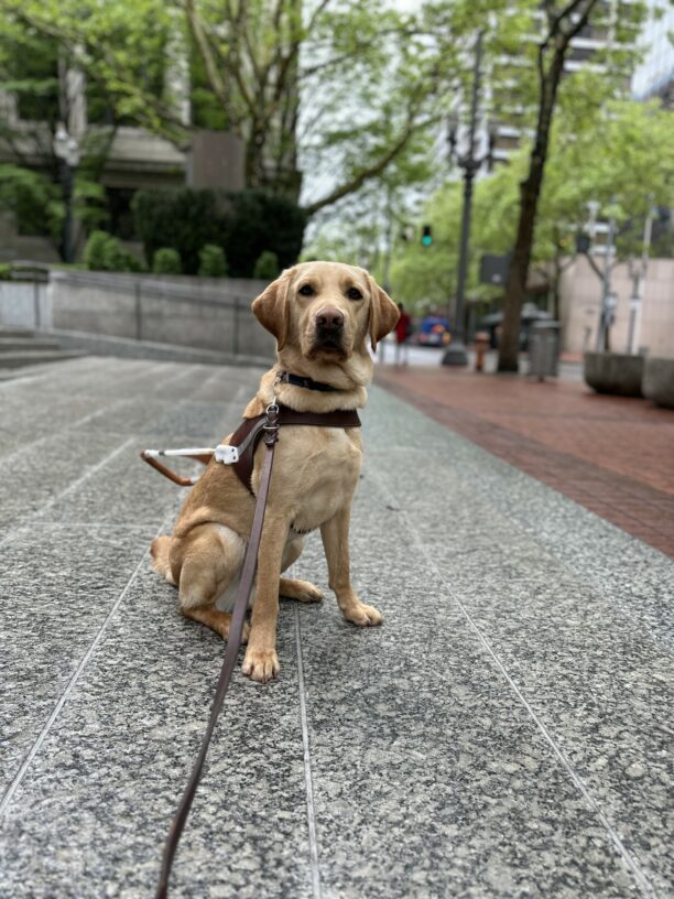 Flynn, a male yellow lab, sits on the sidewalk in downtown Portland. He is wearing his guide dog harness.