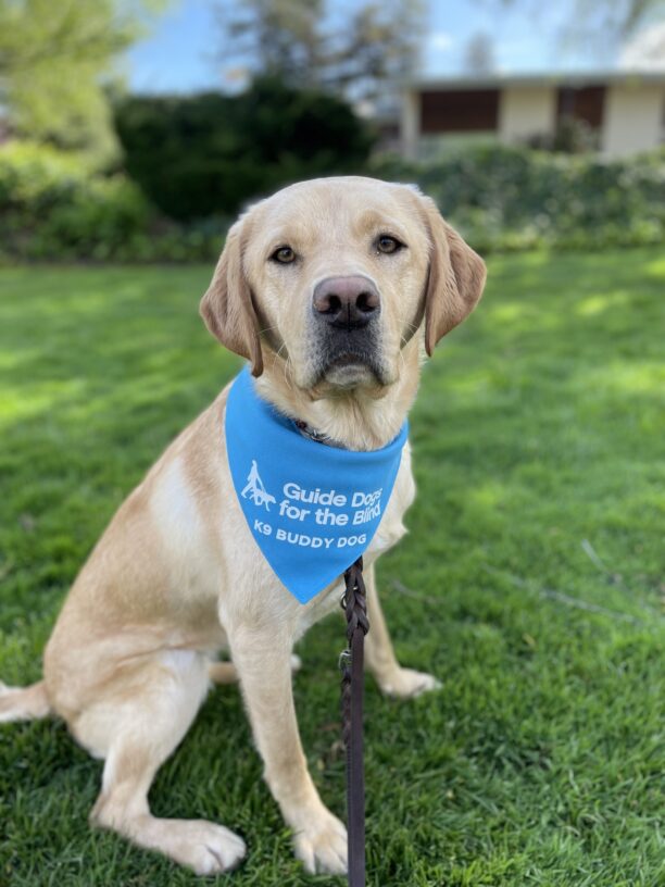 Glimmer poses in her blue K9 Buddy scarf while sitting on the green grass.  She is looking directly into the camera and the background is out of focus.