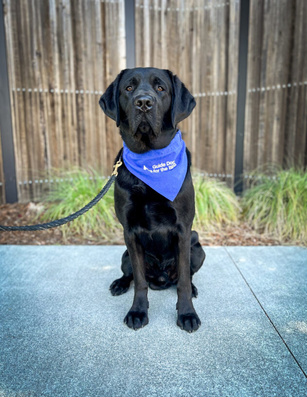 Black lab Grande sits in front of a wooden fence with green plants behind him. He is wearing a blue Breeder scarf.
