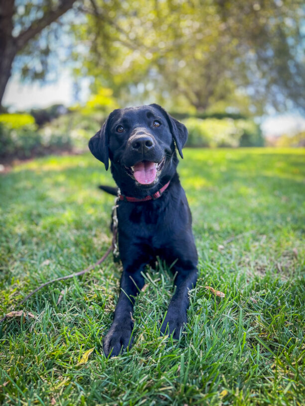 Cutie Heiress lies on the shady grass looking up with a sweet happy smile on her face.