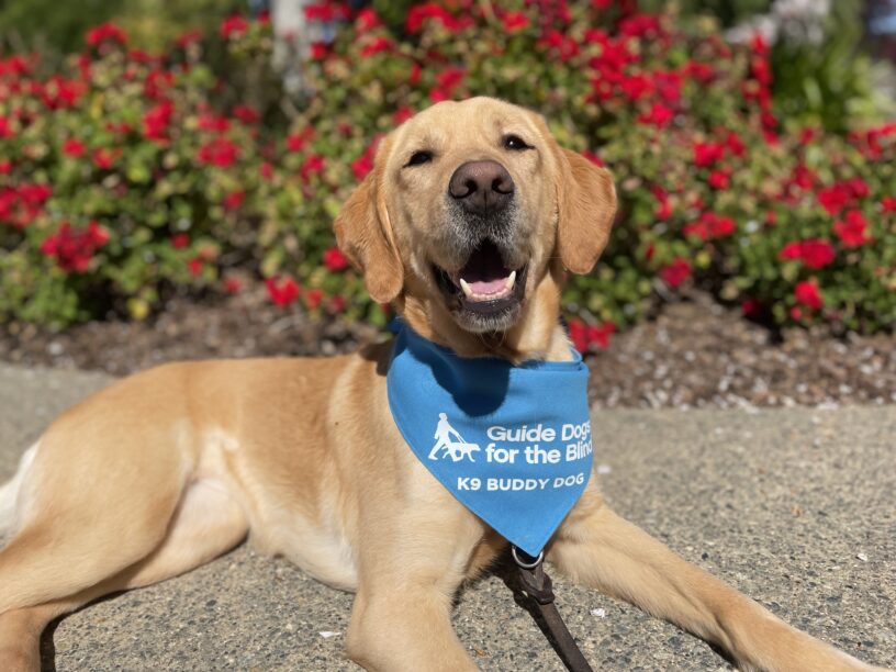 Holiday lays on the walkway in front of a bush of bright red flowers.  She has her mouth open in a relaxed smile and is proudly wearing her blue K9 Buddy scarf.