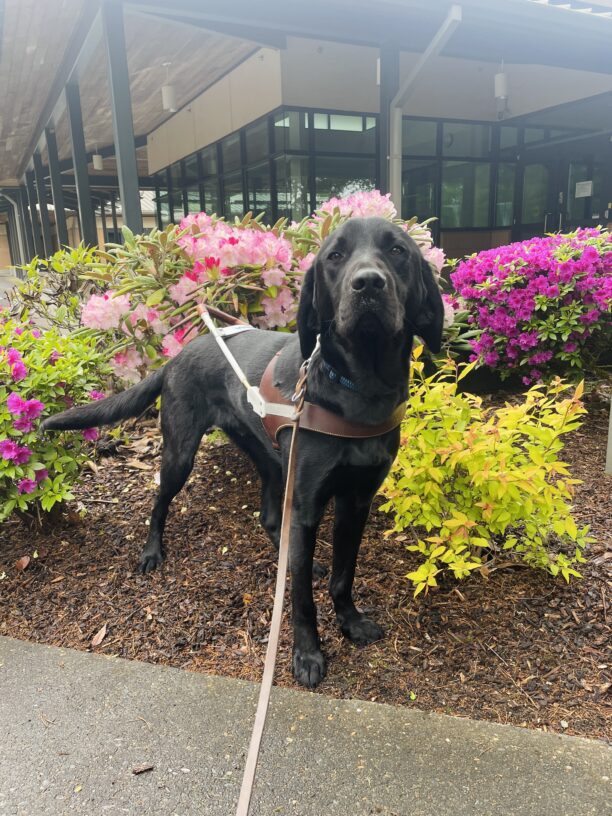 Waters is standing amongst some shrubbery in front of the Visitor's Center on the Oregon campus. Behind him the bushes are covered with bright magenta and light pink flowers. Waters is wearing a guide dog harness and looking towards the camera while wagging his tail.