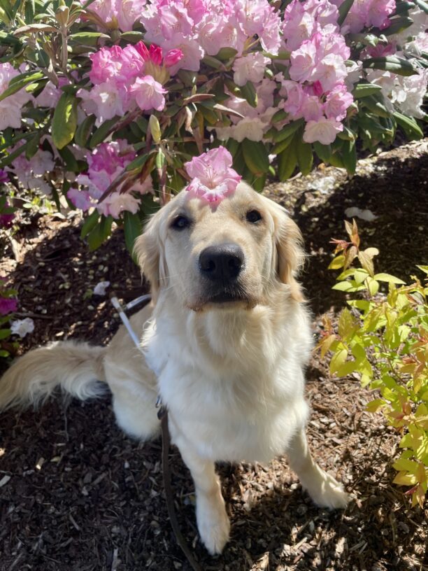 Dauber sits amongst some foliage with a light pink rhododendron bush behind her. She is wearing a guide dog harness and has a light pink flower resting on top of her head.