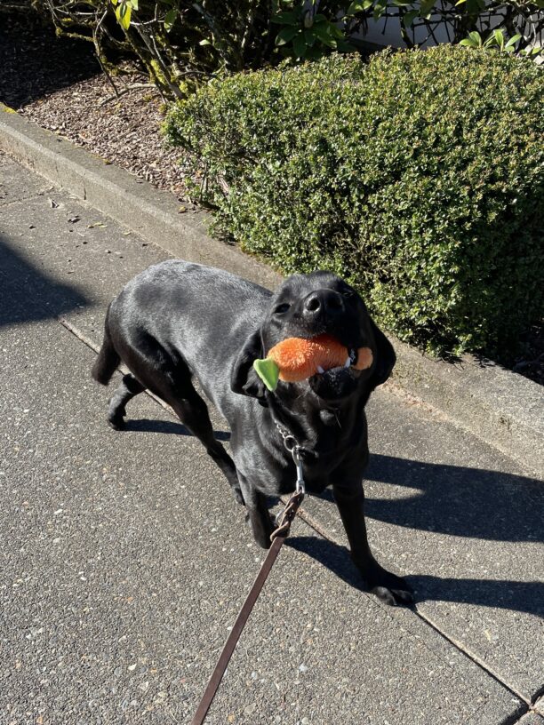 Waters is on leash and looking up at the camera while holding an orange carrot stuffed toy in his mouth, as if to show it off.