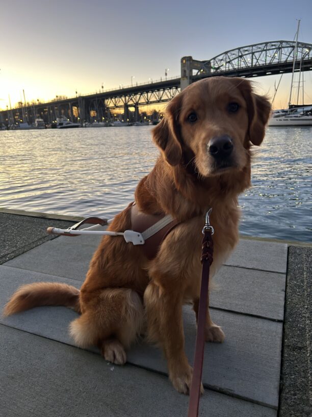Coated lab/golden cross Pancake sits in his guide dog harness along the waterfront. It is dusk, so the beautiful sunny glow can be seen across the water.