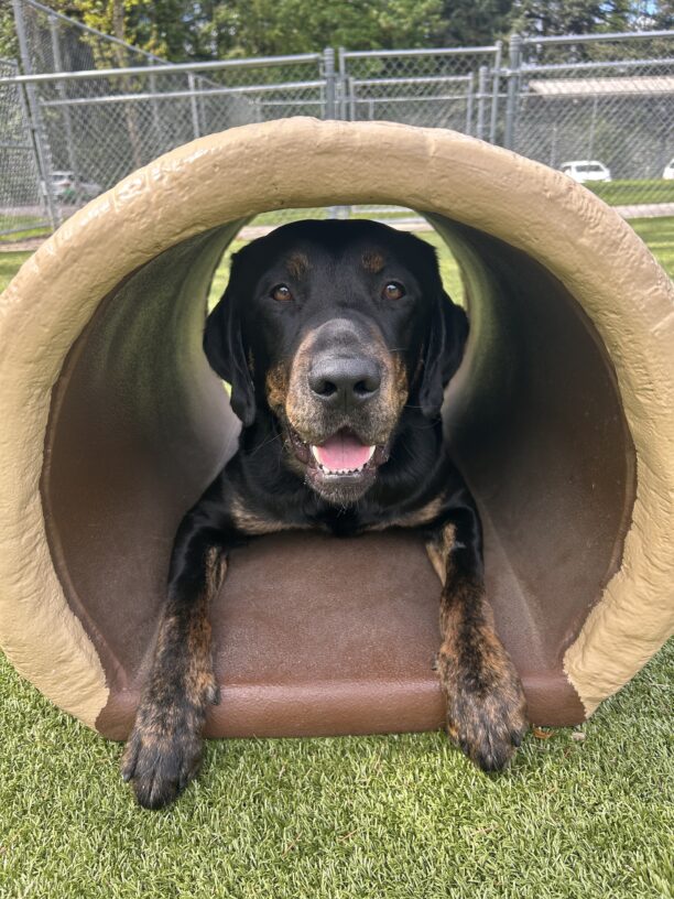 Techno, a brindle lab sits in a hollowed out faux log within a grassy area. He has a joyful, soft expression to his face with a light pant and soulful gaze into the camera.