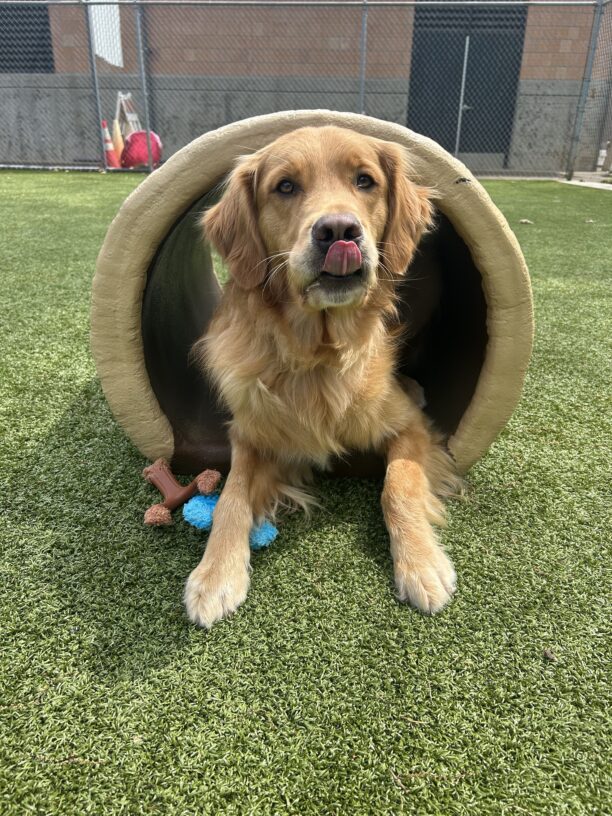 Coated lab/golden cross Pancake lies in a faux, hollowed out log within the grass area. He displays his collection of Nylabones under his right paw and gently licks his nose.
