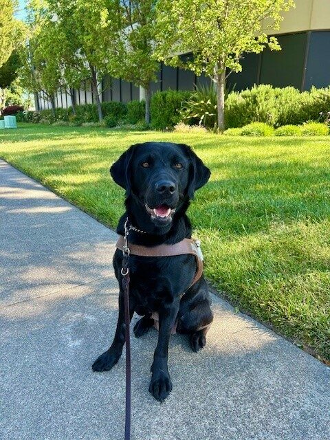 Irva is sitting in her GDB harness facing the camera with a smile on her face. Behind her is a green lawn, trees, and an office building.