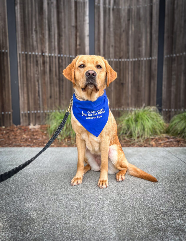 Jada sits on a pathway in front of a wooden fence wearing her blue breeder scarf.