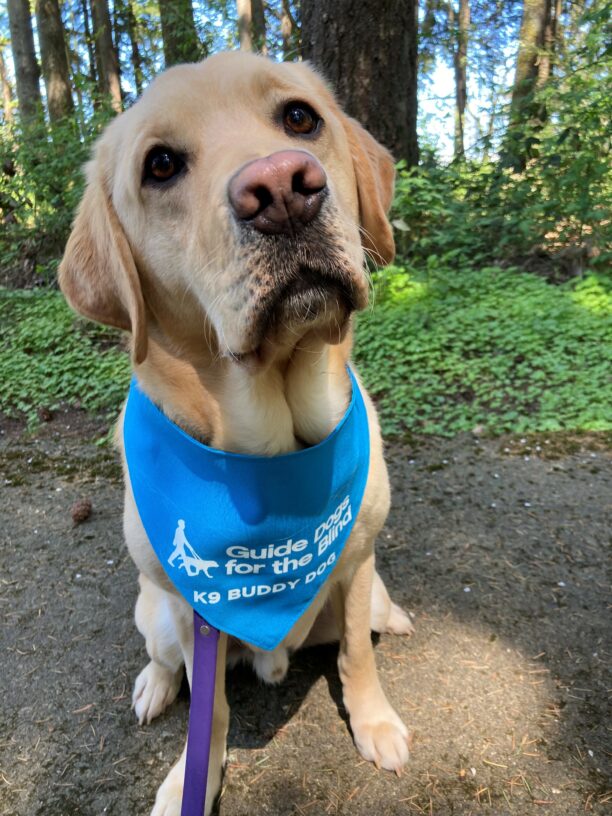 Jersey sits on a wooded path with green foliage and trees behind him.  He is wearing hi blue K9 Buddy scarf and wears a curious expression on his face in anticipation of a treat.