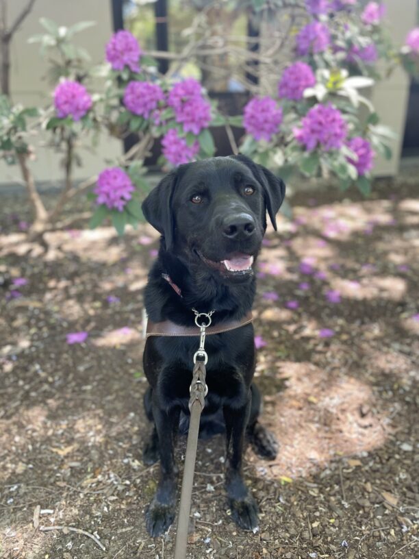 Joshua is pictured sitting on the CA campus with a tree with purple flowers blooming behind him. He is smiling at the camera with his head slightly tilted.