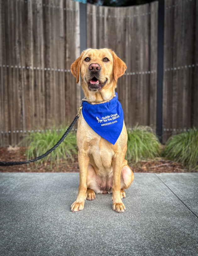 Kindle sits on a pathway in front of a wooden fence wearing her blue breeder scarf and a big smile.